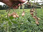 Tanganyika Groundnut Scheme