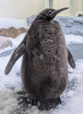 Pesto at the Sea Life Melbourne Aquarium in 2024.