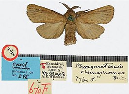 Phragmataecia cinnamomea