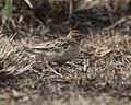 male in winter plumage - beak slightly more red than that of the female