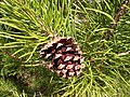 Pinus contorta (Lodgepole Pine)