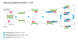 Schema der Polymerase-Kettenreaktion