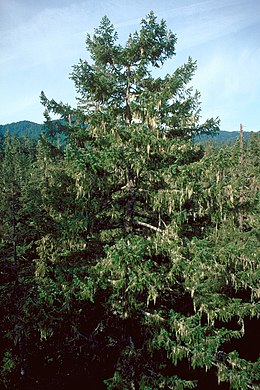 Amerikai duglászfenyő a Gifford Pinchot National Forest természetvédelmi területen (USA)