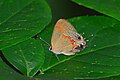 Red-banded hairstreak