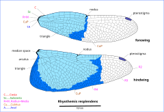 Drawing of Jewel flutterer wings