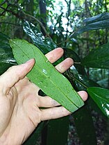 Leaf underside