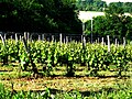 Weinreben in Saint-Lanne