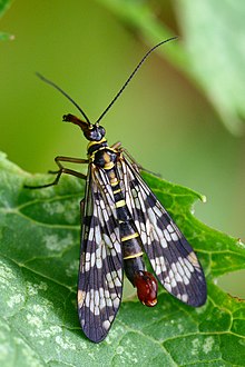 2018 Gemeine Skorpionsfliege