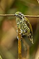 Speckled piculet