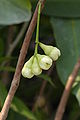 Syzygium aromaticum