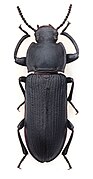 Tenebrio opacus