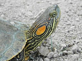 Trachemys gaigeae