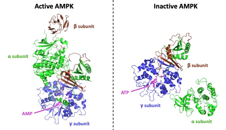 File:Active and Inactive AMPK.tif