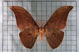 Antheraea superba