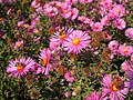 Aster laevis oder doch Aster novae-anglieae?