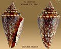 Conasprella stearnsii Conrad, T.A., 1869