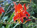 Crocosmia 'Lucifer'