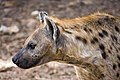 en:Carnivora, en:Hyena, en:Geography of the Gambia, ...