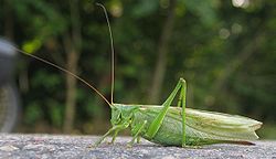 Tettigonia