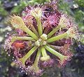 Drosera kaieteurensis (or so it seems) since 19.12.2012