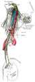 glossofaringeal sinir, vagus siniri ve aksesuar sinirin yayılımı. Üst ve soldaki aksesuar sinir juguler kanaldan diğer iki sinir ile birlikte geçer ve aşağı doğru sıklıkla internal juguler veni çaprazladıktan sonra SCM ve trapezius kasları üzerinde dağılır.