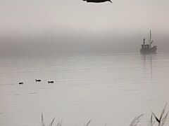 Wasservögel bei Nebel