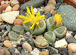 Lithops hallii