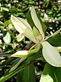 Magnolia fraseri