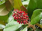 De kenmerkende verzamelvrucht van Magnolias, met rijpe zaden