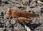 Blauflügelige Ödlandschrecke (Oedipoda caerulescens)