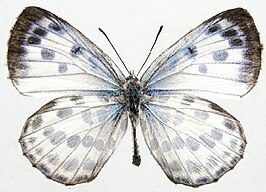 Phengaris atroguttata