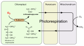 Photorespiration