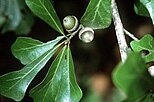 foliage