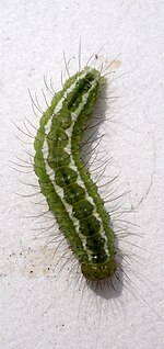 Rivula sericealis – Raupe