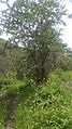 Sea buckthorn tree in tinno village