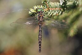 Somatochlora hudsonica