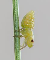 The spittlebug nymph