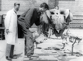 Aufbau einer Skelettrekonstruktion von Stahleckeria potens durch Friedrich von Huene und einen Kollegen im Jahr 1932