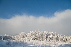 Saarnakõrve in winter