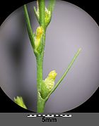 Stipe with leaves and flowers