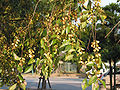 Foliage and mature fruit