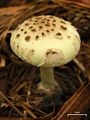 Amanita citrina