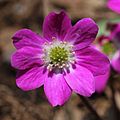 Anemone hepatica pink.JPG