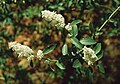 Ceanothus integerrimus