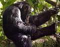 Chimpanzé de Bossou