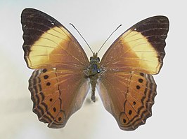 Cirrochroa orissa