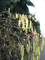 Corylus avellana 'Contorta' male catkins