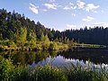 Wald am Hackensee