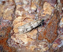 A light tan coloured moth, with black spots.