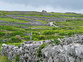 Typische Steinmauern auf Inisheer